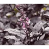 Holy Basil Holy Basil