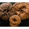 Nootropic Mushrooom Nootropic Mushrooom